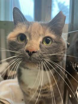 Domestic Short Hair Cats Available for Adoption in Barnstable, Massachusetts - MITTENS | PetCurious