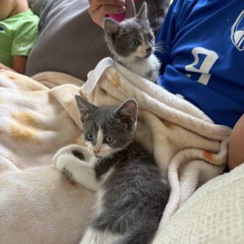 Star -  Domestic Short Hair Cat for Adoption in Tallahassee, Florida - Star | PetCurious