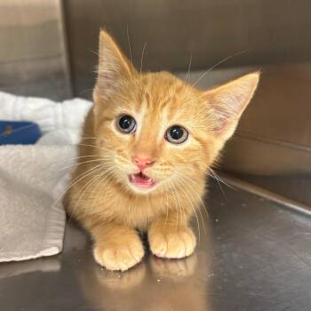 Pumpkin Spice -  Domestic Short Hair Cat for Adoption in Emporia, Kansas - Pumpkin Spice | PetCurious