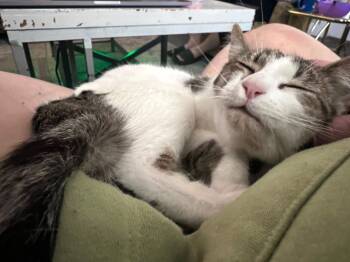 Rescue Domestic Short Hair Cats for Adoption in Kettering, Ohio - Ashlie | PetCurious