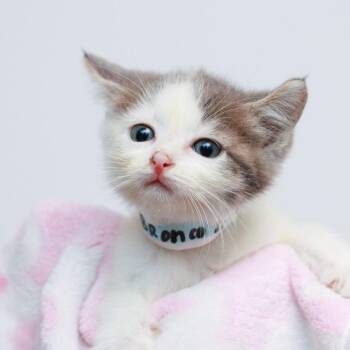 Bronco Sport -  Domestic Short Hair Cat for Adoption in Hattiesburg, Mississippi - Bronco Sport | PetCurious