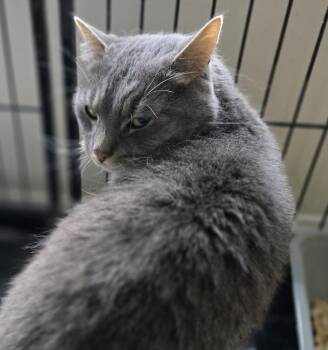 W2 CHICO -  Domestic Short Hair Cat Available for Adoption in Southbury, Connecticut - W2 CHICO | PetCurious