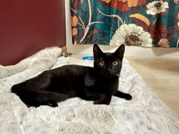 Dylan -  Domestic Short Hair and Bombay Cat for Adoption in Hartville, Ohio - Dylan | PetCurious