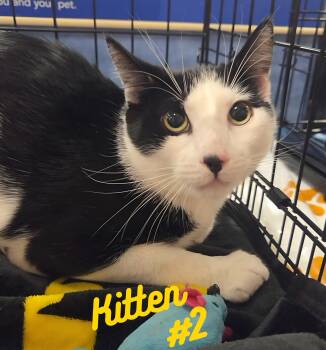 Domestic Short Hair Cats Available for Adoption in Winchester, Virginia - Kitten #2 | PetCurious