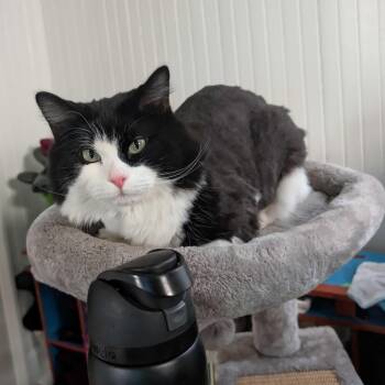 Domestic Long Hair Cats Available for Adoption in Waltham, Massachusetts - Moon | PetCurious