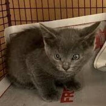 Domestic Short Hair and Russian Blue Cats Available for Adoption in Austin, Texas - Smurfette | PetCurious
