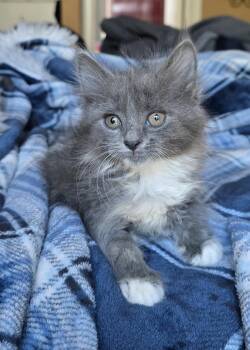 Dong bonded w/Ding -  Domestic Long Hair Cat for Adoption in San Jose, California - Dong Bonded W/Ding | PetCurious