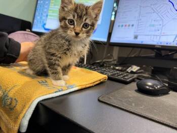 Domestic Short Hair Cats Available for Adoption in Rowlett, Texas - TAIYAKI | PetCurious