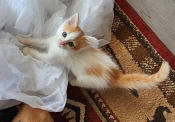 Domestic Short Hair Cats Available for Adoption in Colorado Springs, Colorado - CANDY CANE | PetCurious