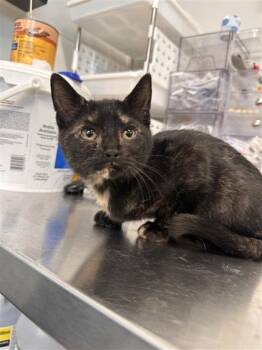 April -  Domestic Short Hair Cat for Adoption in West Chester, Pennsylvania - April | PetCurious