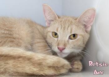 Betsie Ann -  Domestic Short Hair Cat for Adoption in Mason, Michigan - Betsie Ann | PetCurious