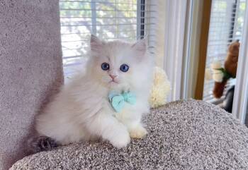 MK037 -  Munchkin Cat for Sale in Los Angeles, California - MK037 | PetCurious