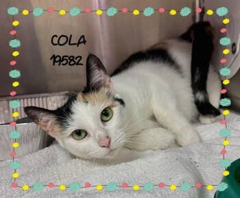 COLA -  Domestic Medium Hair Cat for Adoption in Marietta, Georgia - COLA | PetCurious