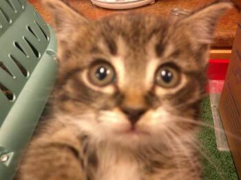 Domestic Short Hair Cats Available for Adoption in Ocala, Florida - A380979 | PetCurious