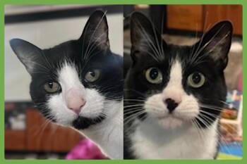 Bruddah and Crybaby -  Domestic Short Hair Cat for Adoption in Amherst, Massachusetts - Bruddah And Crybaby | PetCurious