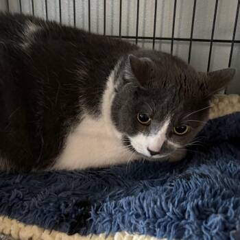 Mickey -  Domestic Short Hair Cat for Adoption in Crookston, Minnesota - Mickey | PetCurious