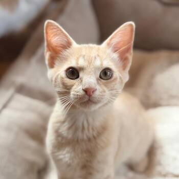 Ben -  Domestic Short Hair Cat for Adoption in Aldie, Virginia - Ben | PetCurious