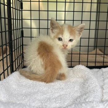 Skeeball -  Domestic Short Hair Cat for Adoption in Bristol, Indiana - Skeeball | PetCurious