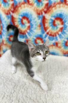 Peppo -  Domestic Short Hair Cat for Adoption in Upper Sandusky, Ohio - Peppo | PetCurious