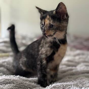Pearl -  Domestic Short Hair and Domestic Medium Hair Cat Available for Adoption in Granville, Ohio - Pearl | PetCurious