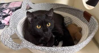 Starshine -  Domestic Short Hair Cat for Adoption in Windsor, Connecticut - Starshine | PetCurious