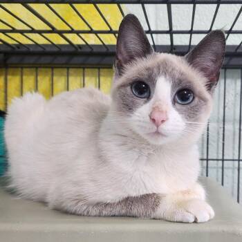 Barcelona -  American Shorthair Cat for Adoption in Columbus, North Carolina - Barcelona | PetCurious