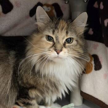 Judith -  Domestic Long Hair Cat for Adoption in Lansing, Michigan - Judith | PetCurious