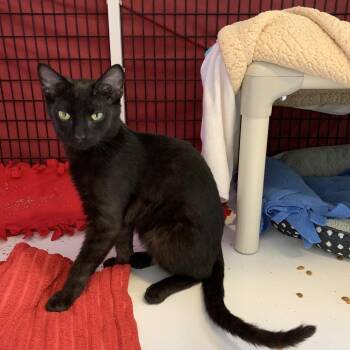 Samwise Gamgee -  Domestic Short Hair Cat for Adoption in Chicago, Illinois - Samwise Gamgee | PetCurious