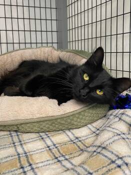Vashti -  Domestic Short Hair Cat for Adoption in Grants Pass, Oregon - Vashti | PetCurious