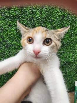 Rivers $50 -  Domestic Short Hair Cat for Adoption in Seneca, South Carolina - Rivers $50 | PetCurious