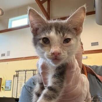 Kermit -  Domestic Short Hair Cat for Adoption in Lynchburg, Virginia - Kermit | PetCurious