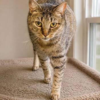 Sarabi -  Domestic Short Hair Cat for Adoption in Hopewell, Virginia - Sarabi | PetCurious