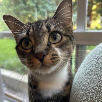 Meadow -  Domestic Short Hair Cat for Adoption in Abbotsford, British Columbia - Meadow | PetCurious