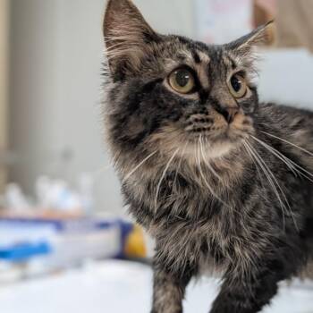 Whiskey -  Domestic Medium Hair Cat for Adoption in Canton, Illinois - Whiskey | PetCurious