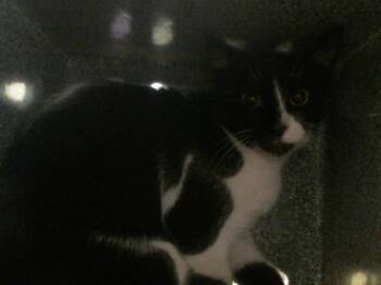 Domestic Short Hair Cats Available for Adoption in Houston, Texas - A2075304 | PetCurious