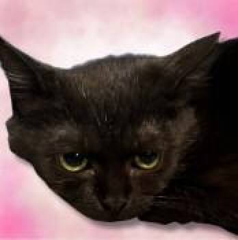 Spice 3286 -  Domestic Short Hair Cat for Adoption in Boca Raton, Florida - Spice 3286 | PetCurious