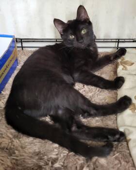 Guava Berri -  Domestic Short Hair Cat for Adoption in Chandler, Arizona - Guava Berri | PetCurious