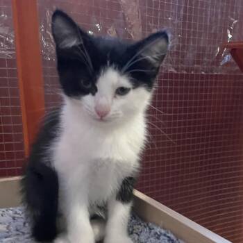 Potential New Boyfriend -  Domestic Short Hair Cat for Adoption in Fredericksburg, Virginia - Potential New Boyfriend | PetCurious