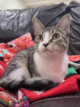 Domestic Short Hair Cats Available for Adoption - Ellie 2713 | PetCurious