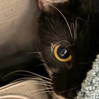 Sweet Pea -  Domestic Short Hair Cat for Adoption in Troy, Virginia - Sweet Pea | PetCurious