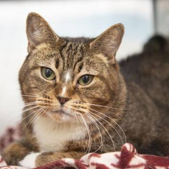 Sadey -  Domestic Short Hair Cat for Adoption in Chandler, Arizona - Sadey | PetCurious