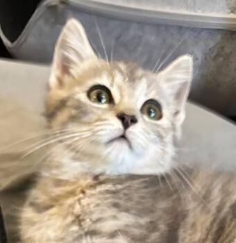 Biscuit -  Domestic Short Hair and Tabby Cat for Adoption in Silver Spring, Maryland - Biscuit | PetCurious