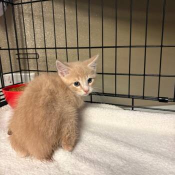 Mango -  Domestic Short Hair Cat Available for Adoption in Pennsville Township, New Jersey - Mango | PetCurious
