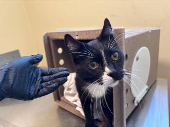 Rescue Domestic Medium Hair Cats for Adoption in Pasadena, California - A524879 | PetCurious