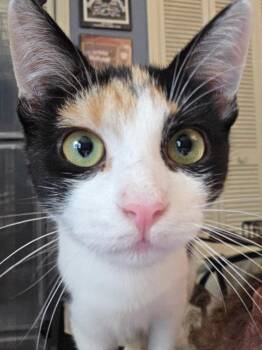 Lasagna -  Domestic Short Hair Cat for Adoption in Burlington, North Carolina - Lasagna | PetCurious