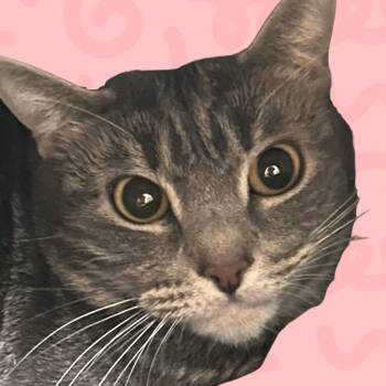 Henny -  Domestic Short Hair Cat for Adoption in Reno, Nevada - Henny | PetCurious