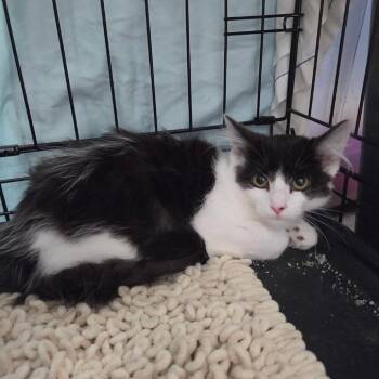 Maddy -  Domestic Long Hair Cat for Adoption in Normal, Illinois - Maddy | PetCurious