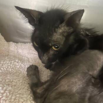 IVHS-Stray-142291 -  Domestic Short Hair Cat for Adoption in San Gabriel, California - IVHS-Stray-142291 | PetCurious
