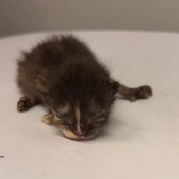 Tilly -  Domestic Short Hair Cat for Adoption in Tampa, Florida - Tilly | PetCurious
