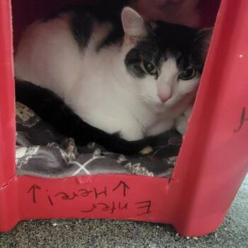 Domestic Short Hair Cats Available for Adoption - Mittens | PetCurious